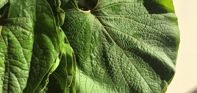 Hoja Santa Leaf